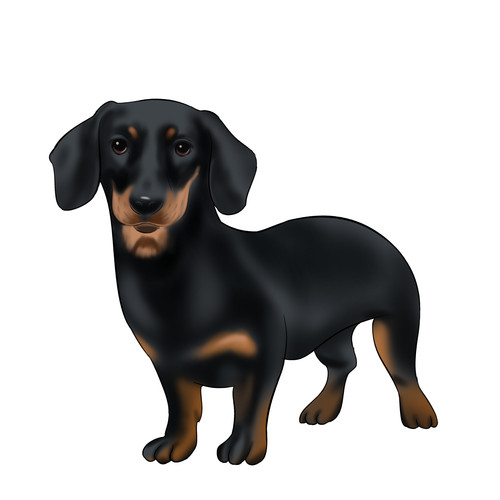 Dackel auto aufkleber hunde - dackel,