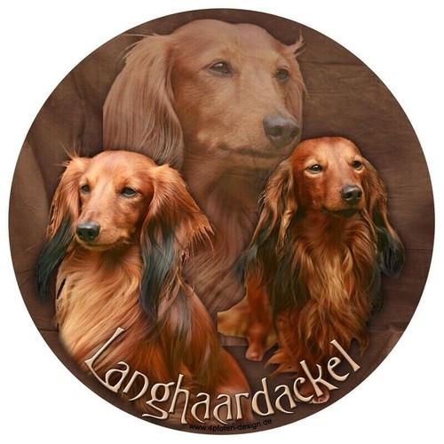 DACKEL-Langhaardackel