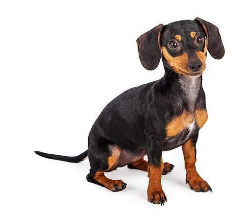 Hunde aufkleber sticker dackel - sticker,